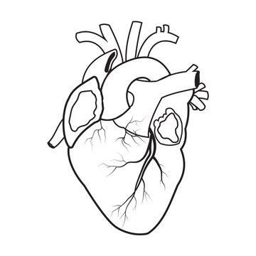 Hand drawing human heart. Human heart anatomy sketch design with stroke line. Human heart  silhouette, vector, icon, logo design. Human heart anatomy illustration. Flat design icon of anatomy human he