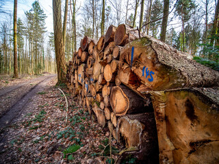 Markierte Baumstämme im Wald