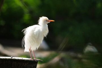 A Western cattle egret rests by the pond. Bubulcus ibis
