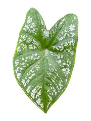 caladium bicolor leaf on white background