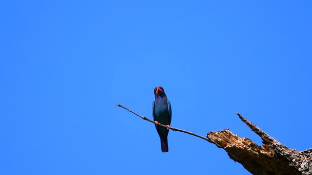 Colorful bird perched on tree branch against blue sky background. Wildlife and nature.