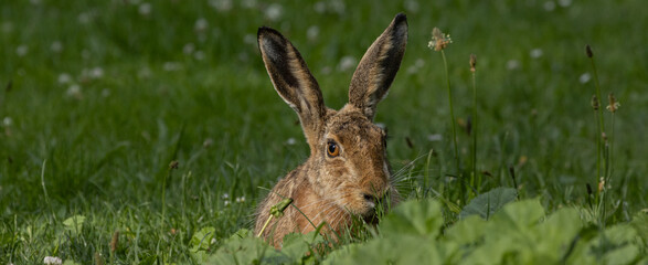 Feldhase im Gras.