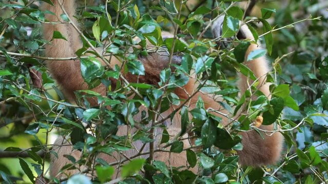 Curious lar gibbon peeking through lush green foliage in its natural habitat. Wildlife and nature.