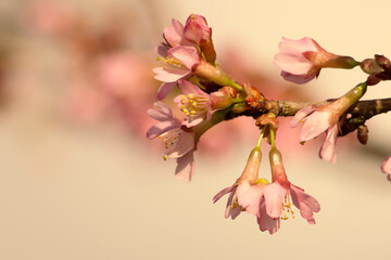 A close up of beautiful pink magnolia campbellii flower buds in February in the United Kingdom 
