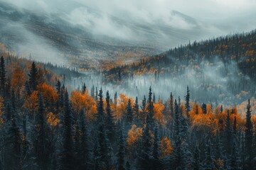 Fototapeta premium Misty landscape of fir forest in Canada