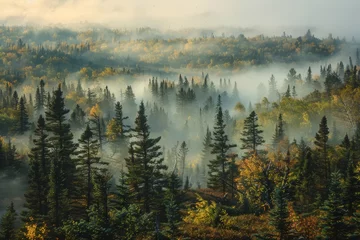 Foto auf Acrylglas Wald im Nebel Misty landscape of fir forest in Canada