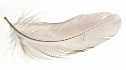 Elegant Single Feather Drifting Softly on White Background Side Angle.