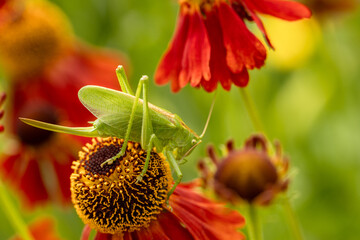 Large green grasshopper on red helenium flowers in the garden