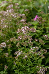 Close up view of pinc and lilac flowerheads of blooming oregano, origanum vulgare. Selected focus, blurred background.