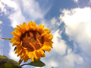 dorado, amarillo , verde  floracion,girasol, natural con fondo natural, cielo azul pastel, con...