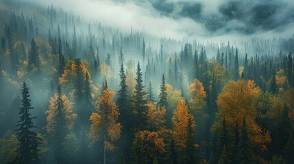 Misty landscape of fir forest in Canada