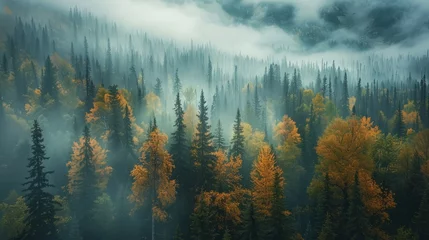 Fototapeten Misty landscape of fir forest in Canada © toomi123