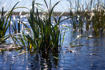Close Up of Grass On The Pond