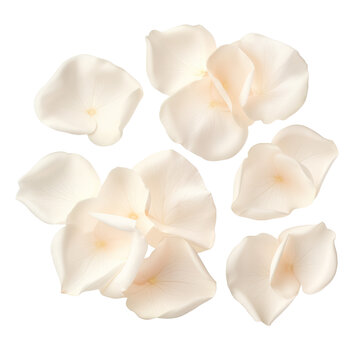  white rose petals isolated on transparent background