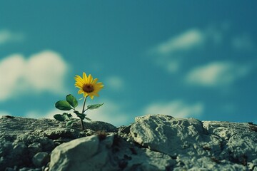 a yellow flower growing out of rocks - Powered by Adobe