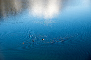 lake surface with three swimming ducks