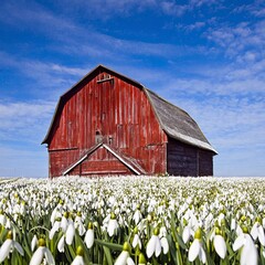 Red wooden barn in a field of white snowdrop flowers in springtime