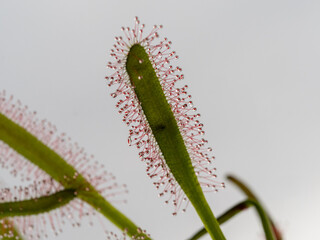 Die Klebetentakel vom Sonnentau