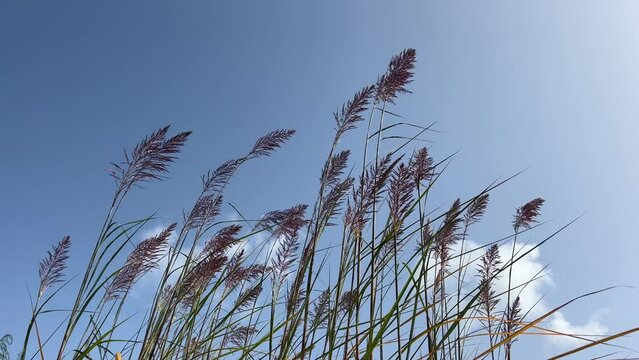 Sky and hanging plume grass.
