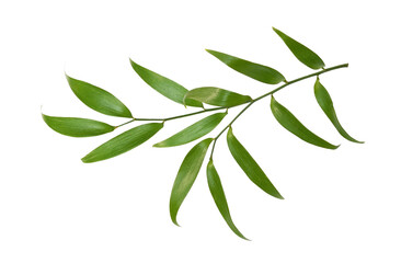 Green twig of italian ruscus (DANAE RACEMOSA) leaves isolated on white or transparent background - obrazy, fototapety, plakaty