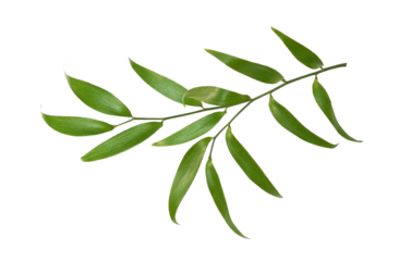 Green twig of italian ruscus (DANAE RACEMOSA) leaves isolated on white or transparent background