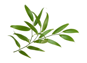 Green twig of italian ruscus (DANAE RACEMOSA) isolated on white or transparent background