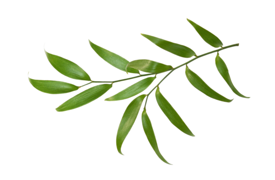 Green twig of italian ruscus (DANAE RACEMOSA) leaves isolated on white or transparent background