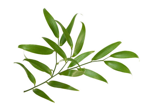 Green twig of italian ruscus (DANAE RACEMOSA) isolated on white or transparent background