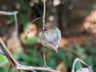 
"Cape Gooseberry - Fresh and Ripe Physalis Fruit"