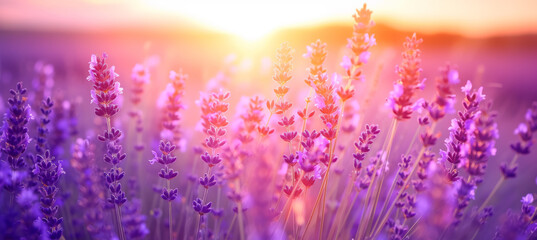 Sunset Serenity, Lavender Fields Embrace Evening Glow