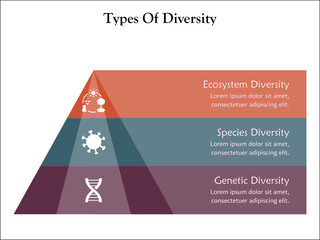 Three types of diversity - Ecosystem, Species, Genetic Diversity. Infographic template with icons