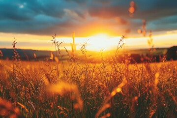 Sunset Nature view of summer field. Beautiful calm Sunset background. Nature and ecology concept. Golden evening sunset on the meadow, - Powered by Adobe