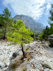 Natur in der Samaria-Schlucht auf Kreta
