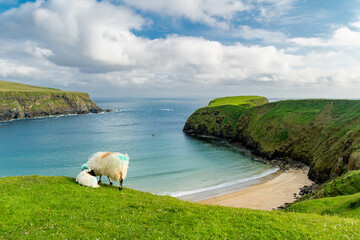 Sheep grazing near Silver Strand, a sandy beach in a sheltered, horseshoe-shaped bay, situated at...