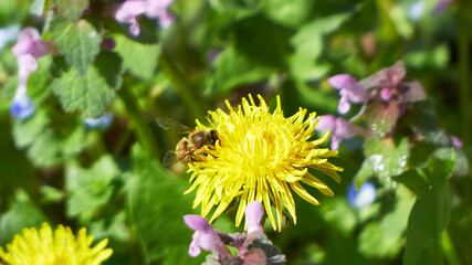 Blooming dandelions. Forest bees collect nectar.