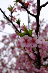 早春に咲く河津桜