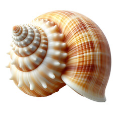 seashell isolated on transparent background, sea organism, zoology, decoration PNG image