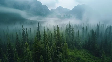 Foto op Plexiglas Misty landscape of fir forest in Canada © toomi123