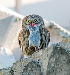 portrait of a horned owl
