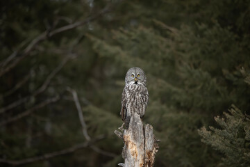 Great Gray (Grey) Owl perched in natural habitat