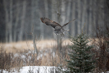 Great Gray Owl diving towards the ground for prey