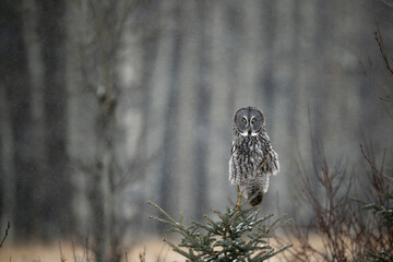 Great Gray (Grey) Owl perched in natural habitat