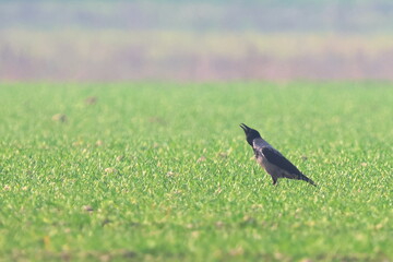 verde e nero