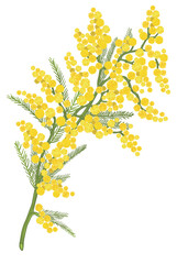 Sprig of Mimosa for Women's Day - isolated