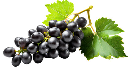 Bunch of black grapes with green leaves isolated on transparent background.