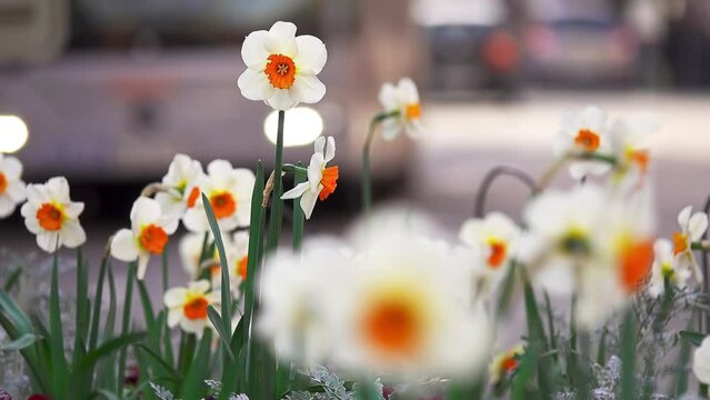 Narcissus tazetta (paperwhite, bunch-flowered narcissus, bunch-flowered daffodil, Chinese sacred lily, cream narcissus, joss flower, polyanthus narcissus) is perennial ornamental bulb plant.