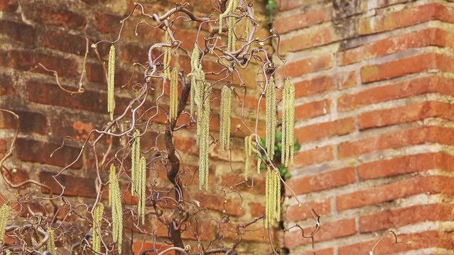 Corylus avellana, common hazel, is hazel native to Europe and western Asia, from British Isles south to Iberia, Italy, Greece, Turkey and Cyprus, north to central Scandinavia.