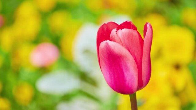 Tulips (Tulipa) form genus of spring-blooming perennial herbaceous bulbiferous geophytes (having bulbs as storage organs). Tulip is a member of Liliaceae (lily) family.