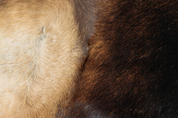 Close up of Cowhide