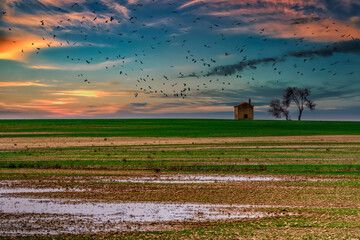 Cereal fields at sunset in Villafafila, Zamora.